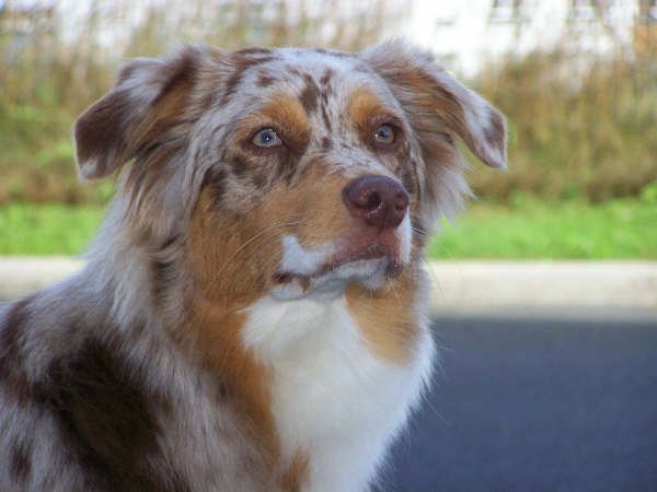 Comète (Sans Affixe)