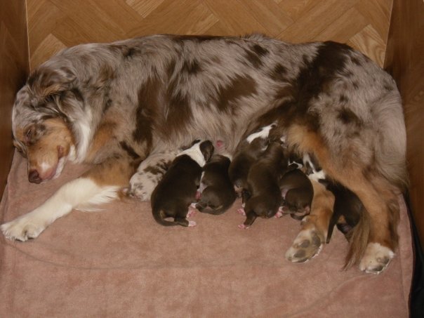 chiot nées chez nous 