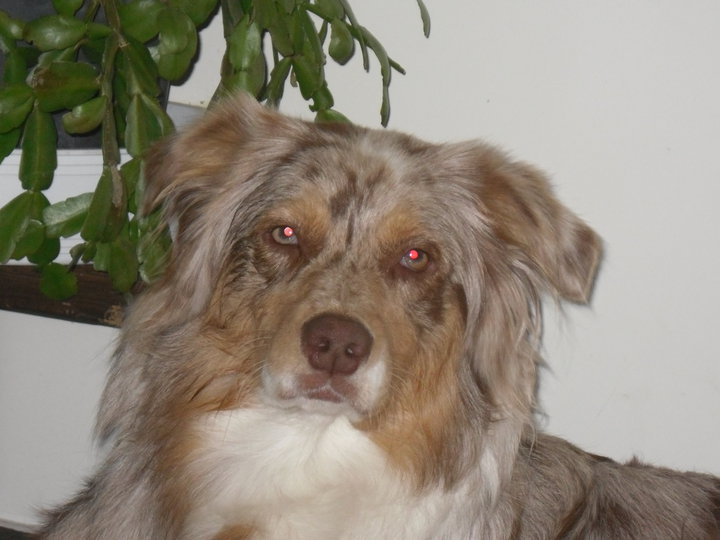 nos chiens dans leurs quotidien