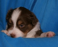 CHIOT