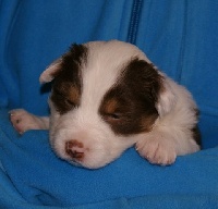 CHIOT
