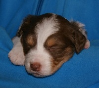 CHIOT