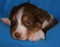 CHIOT