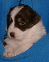 CHIOT