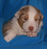 CHIOT