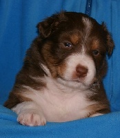 CHIOT